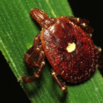 Lone Star Tick - Wikimedia