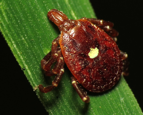 Lone Star Tick - Wikimedia