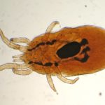 Dermanyssus-gallinae